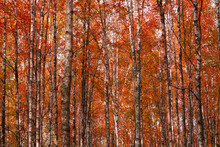 Red Autumn Trees In The Forest
