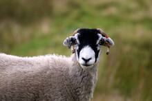 Close-up Of A Sheep On Field