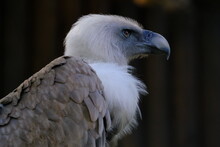 Close-up Of Griffin Vulture