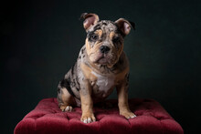 A Portrait Of A Cute Old English Bulldog Puppy On A Bordeaux Red Poof With A Green Background
