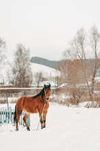 Red-haired Horse On The Background Of A Winter Landscape. Horse In The Winter