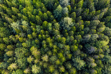 Aerial View Of Green Spruce Forest