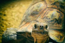 Tortoise In Auckland Zoo