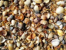 Full Frame Shot Of Shells