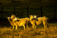 Sheep Grazing Late In The Afternoon