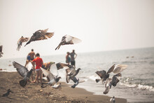 Seagulls Flying Over Beach