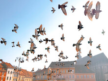 Low Angle View Of Birds Flying Above A City Square