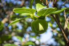 Closeup Shot Of A Green Persimmon Growing On The Tree In The Garden