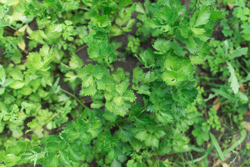 Canvas Print - Parsley grows in the garden. Fresh juicy parsley, natural and organic