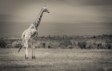 A Giraffe Standing Tall
