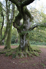 Canvas Print - tree and roots in forest 