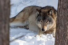 Wolf Resting In Snow