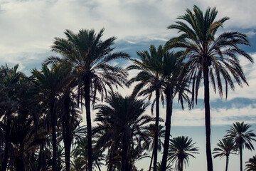 Wall Mural - Palm trees silhouette on the sunset background. Nature and vacation concept