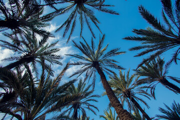 palm trees silhouette on the sunset background. nature and vacation concept