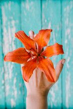 One Bright Orange Bloom Of Lily On Back Of The Caucasian Person Hand On Bright Aged Blue Wooden Background. Hands Care And Natural Cosmetics Concept. Vertical Close-up Shot. Soft Focus On Flower.