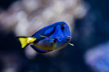 Amazing blue Tang fish or palette surgeonfish swimming underwater on coral reefs background. Tropical sea bottom. Colorful nature calming background.