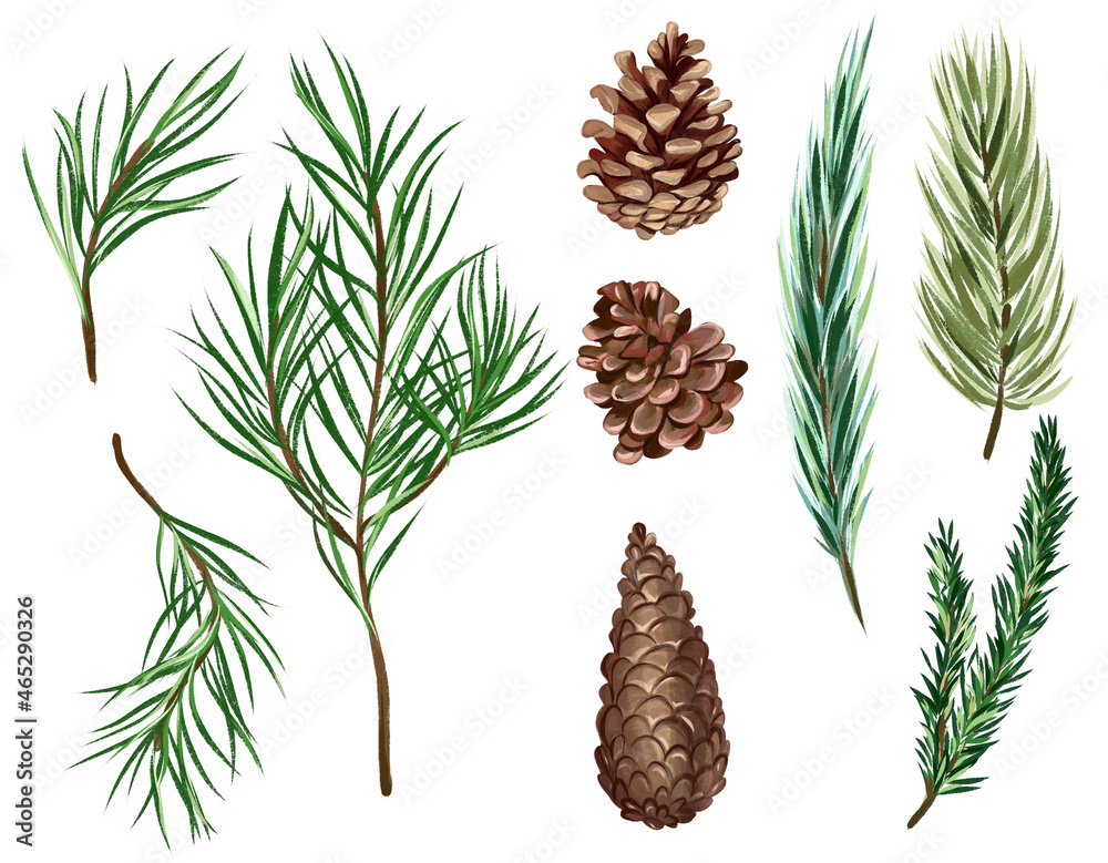 Fir branches set. Hand drawn watercolor illustration isolated on white ...
