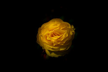 Yellow Begonia, Begoniaceae Flowers In Bloom Isolated Against A Black Background.