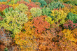 © lukszczepanski - Aerial top down landscape of beautiful colorful autumn forest