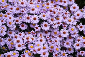 Wall Mural - Closeup shot of blue wood-aster