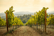 Vineyard Landscapes In Autumn In The Penedes Wine Region In Catalonia