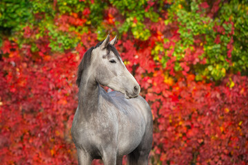 Wall Mural - Poortrait of a gray horse on a background of red leaves