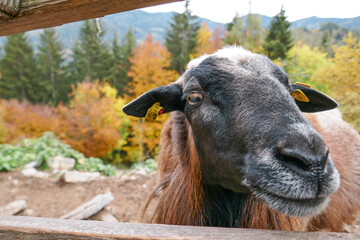 Wall Mural - Goats on the farm. Beautiful mountain goat.