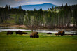 herd of bison in field with river and mountains in background 