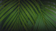 © Stock.Foto.Touch - Dypsis lutescens concept, butterfly palm green abstract texture with, natural background, tropical leaves in Asia and Phuket Thailand.