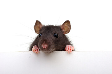 Wall Mural - Rat looking close up isolated on white
