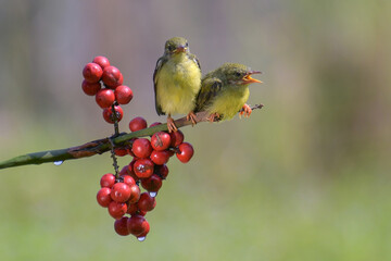 Wall Mural - Young olive backed sunbird waiting to be fed