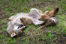 Adult Coyote (Canis Latrans) Rolls Over While Pup Watches Summer
