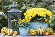 Herbst-Gartendekoration mit gelbem Hornveilchen, Chrysantheme und Kürbissen