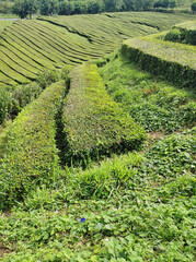 Wall Mural - beautiful azores islands