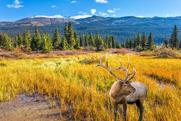 Wall Mural - Deer grazes in the tall grass