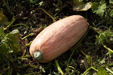 Large ripe orange pumpkin in the garden. Autumn harvest. Vitamins. Diet food concept. Close-up. Copyspace.