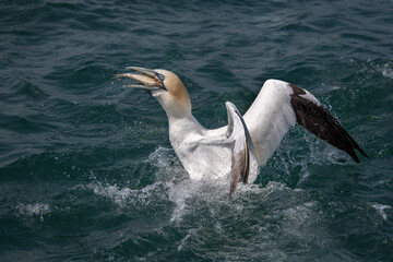 Aufkleber - A close up of a northern gannet as it exits the sea with a fish in its beak