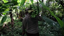 Man Walking With Bananas Through The Jungle