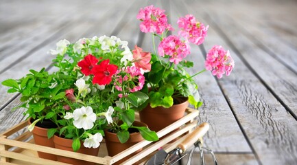 Sticker - Flower bush plant on wooden floor