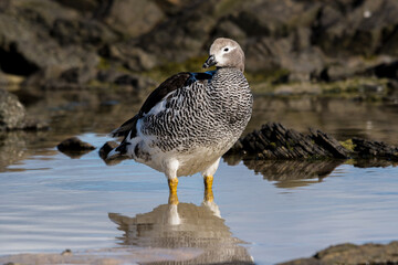 Wall Mural - Close-up of an upland goose along the Falkland Islands