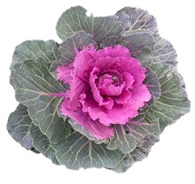 Pink Decorative Cabbage, Ornamental Kale, Isolated On A White Background