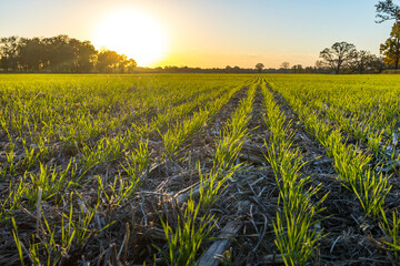 A field of young winter wheat, looking down a row, at sunset.