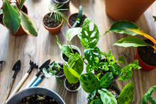 Green Seedlings In Pots, Potting Plants At Home. Indoor Garden, House Plants. Alocasia, Ficus, Palm,  Monstera Monkey, Calathea, Swiss Cheese Plant