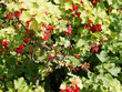 (Ribes rubrum) Redcurrant shrub with bright red translucent edible berries on stems with lobed leaves