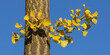 Stamm und Blätter des Ginkgo (Ginkgo biloba) im Herbstlaub mit blauem Himmel. Der Ginkgo ist ein lebendes Fossil und eine Heilpflanze. ..