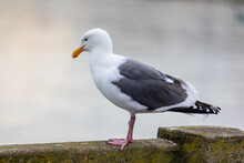 Portrait Of A Seagull Standing