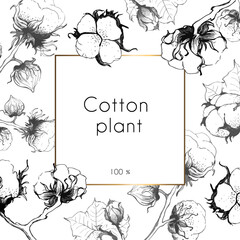 Cotton plant. White background with gold square frame and cotton flower. Place for your text. Hand drawn, vector illustration.