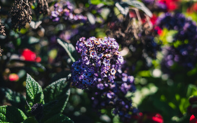 Wall Mural - flowers in the garden