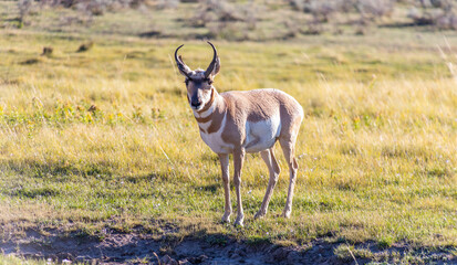 Canvas Print - Selective of a Pronghorn (Antilocapra americana) in a field