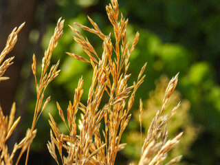 Sticker - Crop ready to be harvested